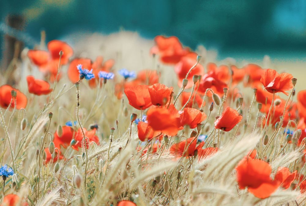 ポピーが咲き始めました