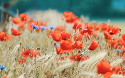 ポピーが咲き始めました