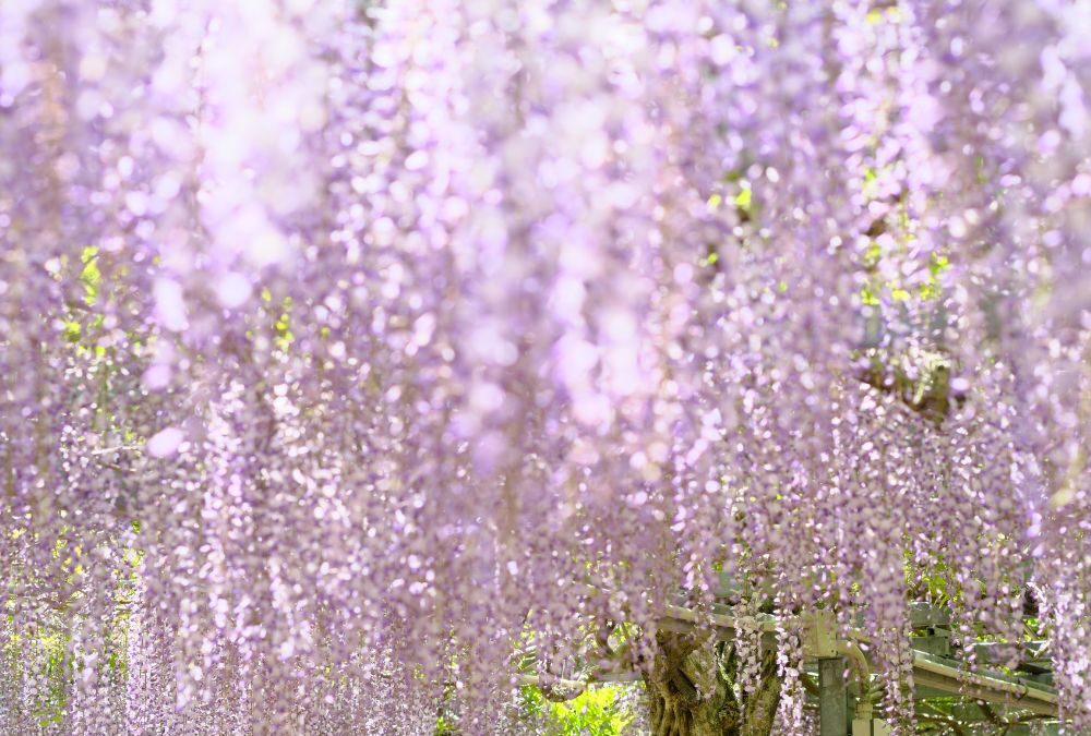 甘い香りに包まれる「大藤棚」が満開を迎えました