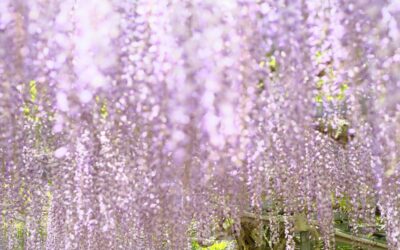 甘い香りに包まれる「大藤棚」が満開を迎えました