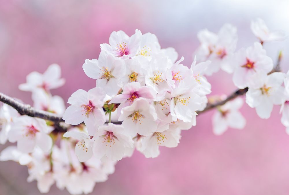 河津桜が見頃です