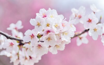 河津桜が見頃です