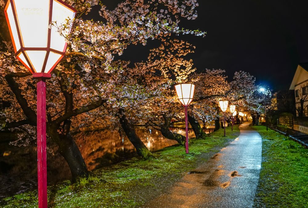幻想的な夜の散歩道「春の夜桜・花あかりライトアップ」