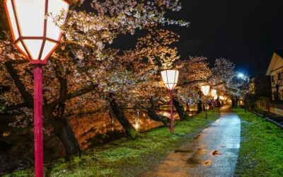 幻想的な夜の散歩道「春の夜桜・花あかりライトアップ」