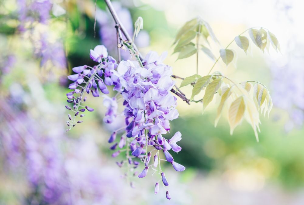 藤が咲き始めました