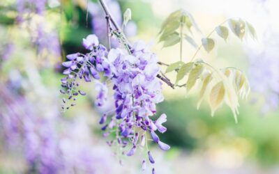 藤が咲き始めました