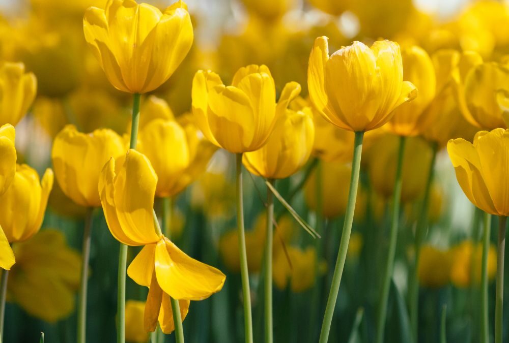 春の訪れを告げるチューリップが咲き始めました