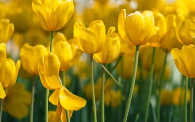 春の訪れを告げるチューリップが咲き始めました