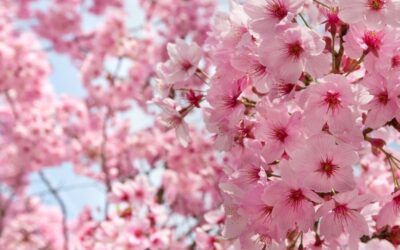 【満開情報】見渡す限りの春色グラデーション!花桃が「満開」を迎えました