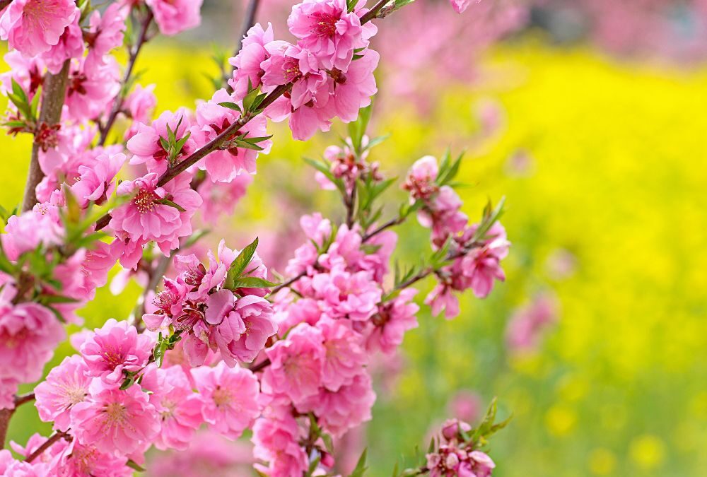 【開花情報】春を告げる「花桃園」が、いよいよ本日より開園いたします