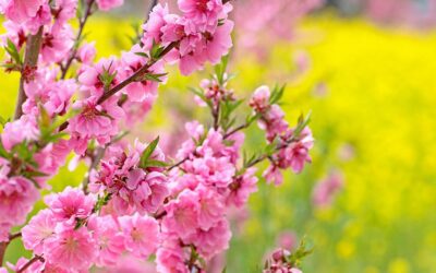 【開花情報】春を告げる「花桃園」が、いよいよ本日より開園いたします