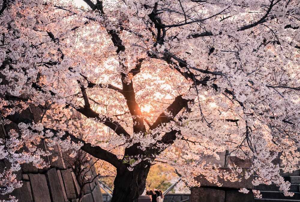 【イベント情報】夕暮れ時の幻想空間「宵待（よいまち）の花桃ライトアップ」