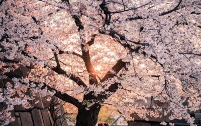 【イベント情報】夕暮れ時の幻想空間「宵待(よいまち)の花桃ライトアップ」
